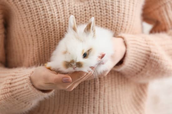 canva young woman with cute rabbit closeup MAEYLHAf8Fk