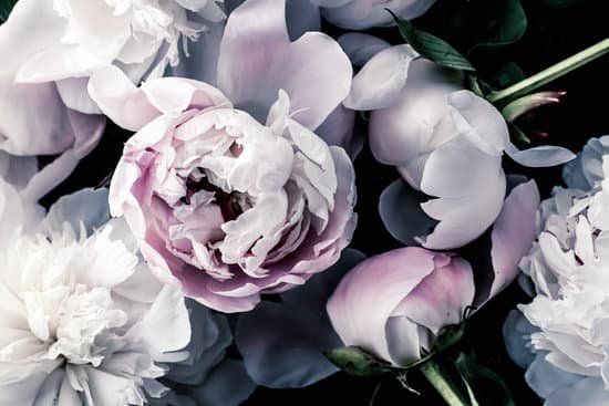 canva a bouquet of violet peony flowers MAD F62OT U