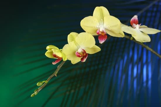 canva a branch of yellow orchids MAD MPMoQQQ