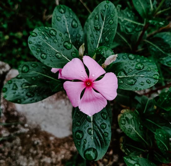 canva a close up shot of a periwinkle flower MAEYNbEGjK4