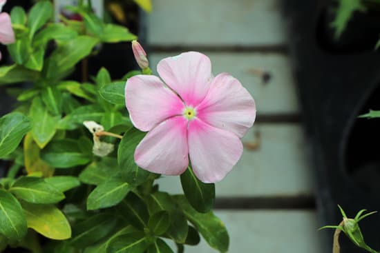 canva a delicate pink and white periwinkle flower MAEvFY2RBls