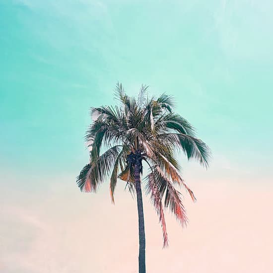 canva a palm tree MADYkRQB7u8