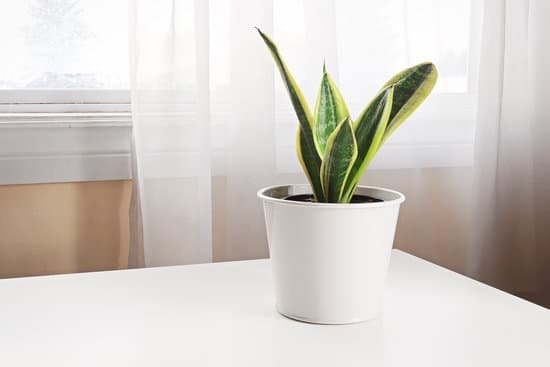 canva a snake plant on a table beside a window MAD0XtU6M48