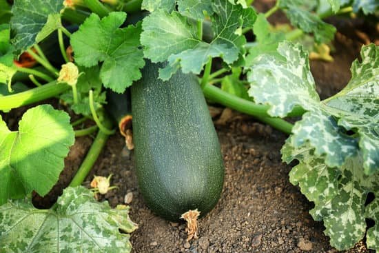 canva a zucchini plant in a garden MAD9TyZYpEE