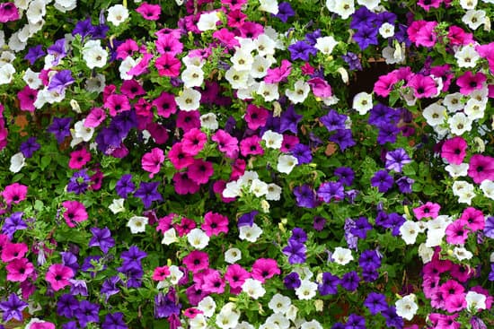 canva abundant petunia flowers MAEO6Ch91vk