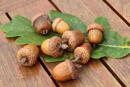 canva acorn and oak leaf on a wooden table MAEZmBM 4eo