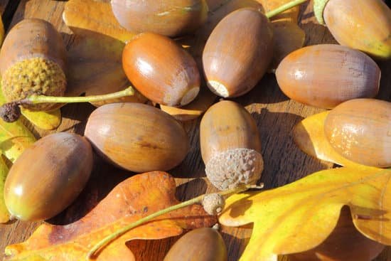 canva acorn and oak leaves on a wooden table MADBzciAF6U