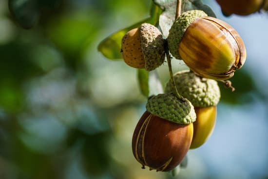 canva acorns in oak tree MADQ5Vy04XM