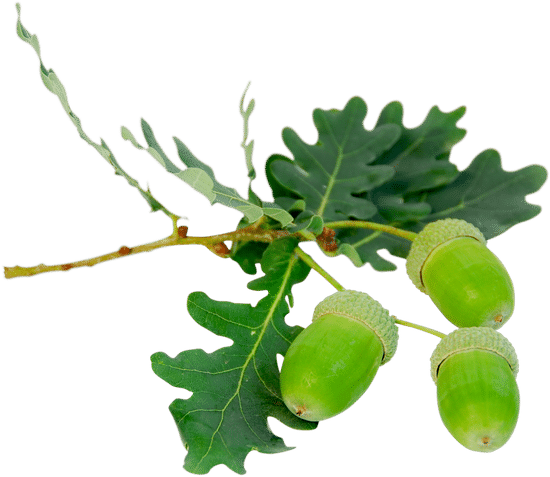 canva acorns oak branch MAAQD5se c4