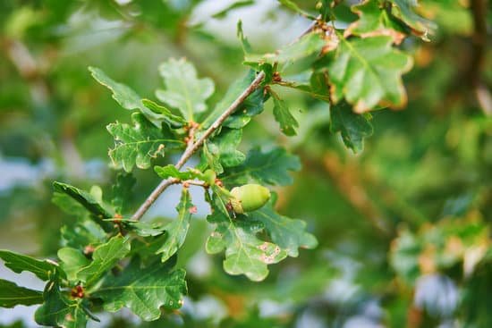 canva acorns on oak branch with leaves MAD 2 IKg3o