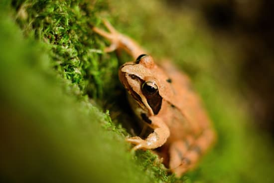 canva agile frog sitting on moss up close MAEO GeWcdo