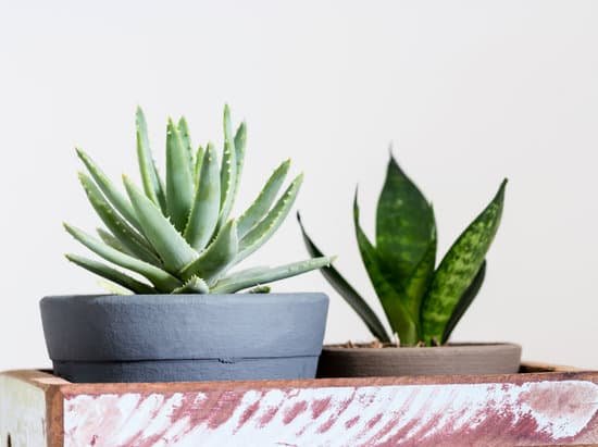 canva aloe brevifolia succulent and snake plant MADatX rfSQ