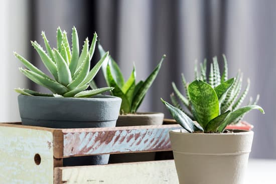canva aloe brevifolia succulent and snake plant in living room MAEtuCMKzto