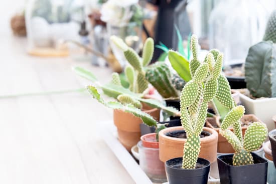 canva assorted succulent plants on the table MAERGltqYB4