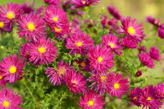 canva aster perennial flowers MADBgJuy4AQ