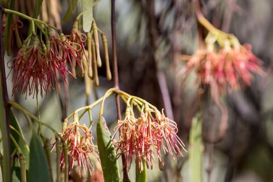 canva australian mistletoe MADtdL5dlqc