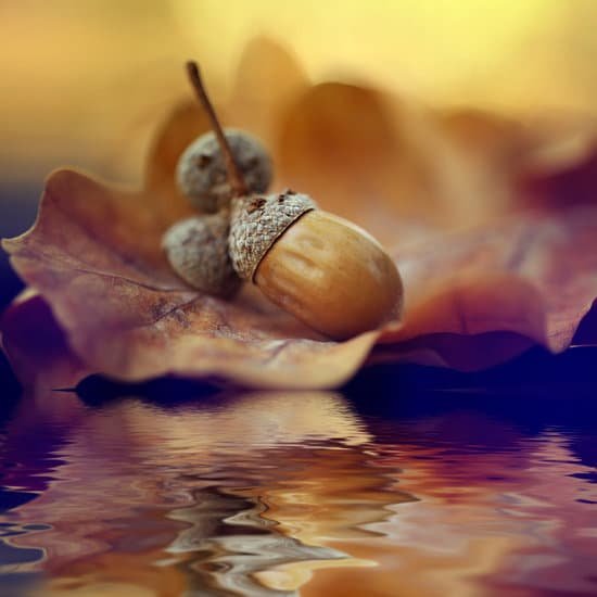 canva autumn leaves oak acorns MABp8cebuFo