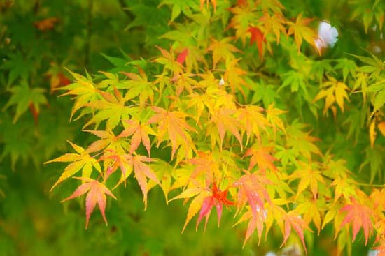 canva autumn maple tree MAAvSLHigiI