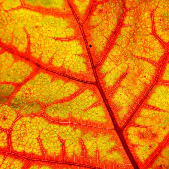 canva autumn oak leaf MADDeVTsDLk
