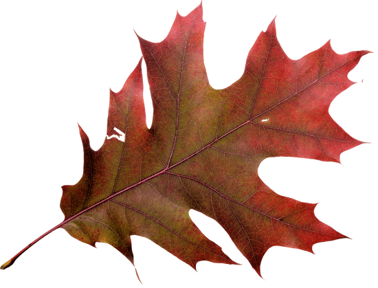 canva autumn oak leaf MADGDQXRMcw