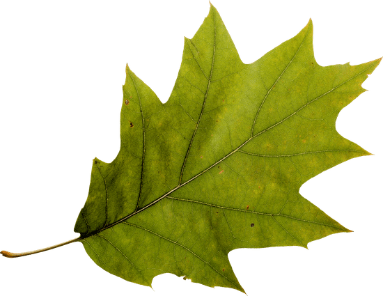 canva autumn oak leaf MADGDb1GtQk