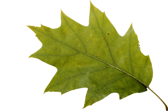 canva autumn oak leaf MADGDeHrhKc