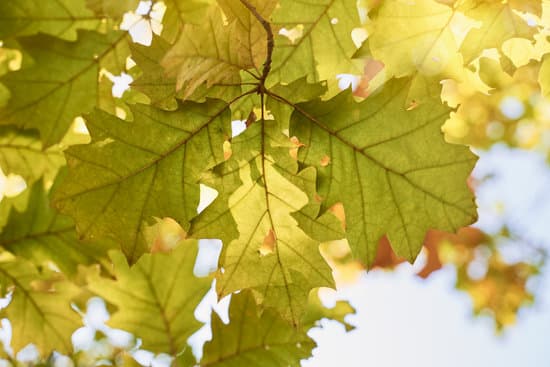 canva autumn oak tree leaves close up. warm sunny defocused natural background. MAEUbImzTcw