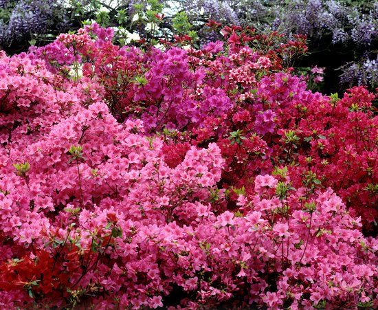 canva azalea rhododendron MADFd8s9s00