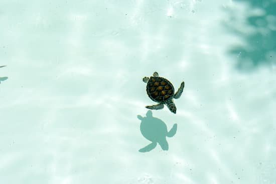 canva baby sea turtle swimming on swim pool MAEM z E62E