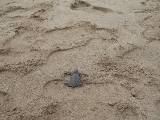 canva baby turtle in the sand