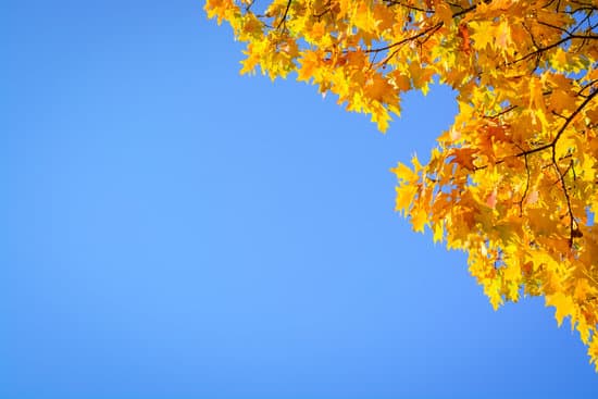 canva background with blue sky and foliage of quercus rubra oak MAEt90KLYw4