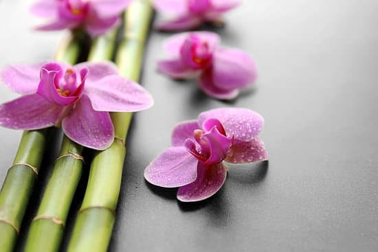 canva bamboo and orchids closeup MAD QiYgZVM