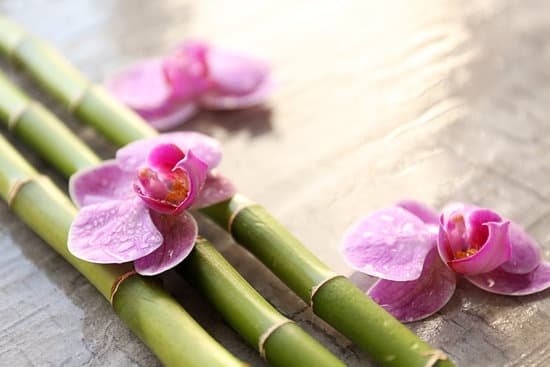 canva bamboo and orchids closeup MAD QuiBbJE