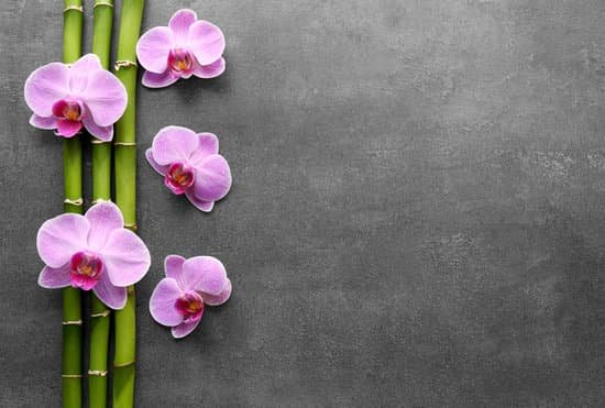 canva bamboo and orchids on grey background MAD QllXPI4