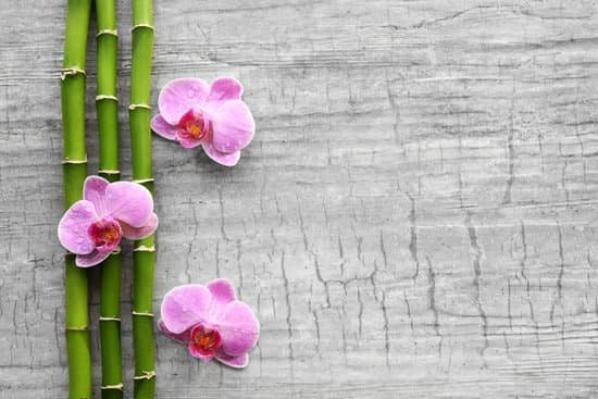 canva bamboo and orchids on wooden background MAD Qgi50pY
