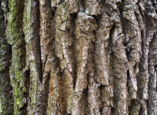 canva bark of old oak MAC3 DwJ4CU
