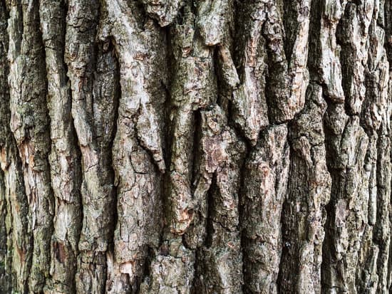 canva bark of old oak tree MAETSIj9Z98