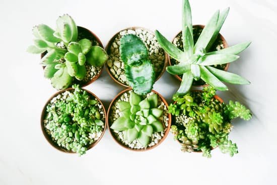 canva beautiful and green succulent plants MADgMmQdgmI