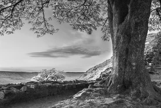 canva beautiful black and white landscape image of sycamore gap at had MAC 3RzD7kI