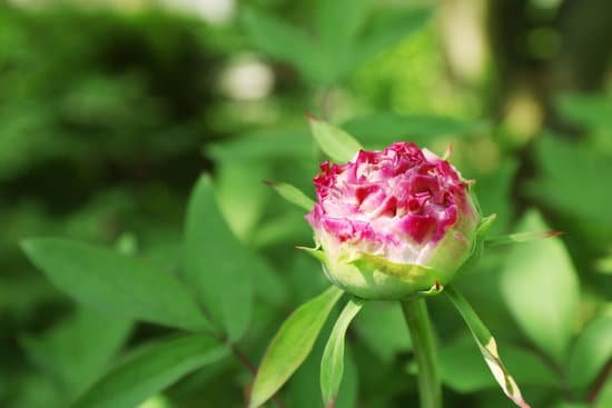 canva beautiful blooming peony flower outdoors MAD QiS8LnQ