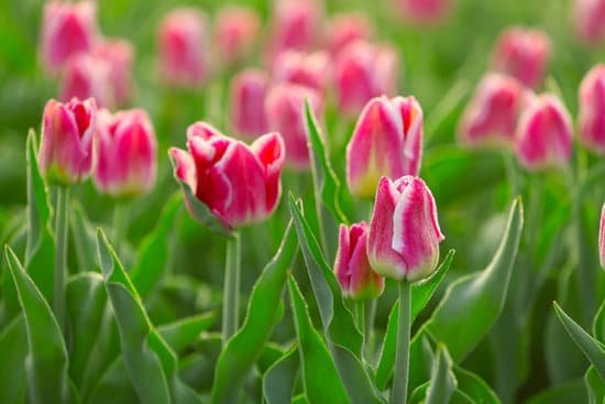 canva beautiful blooming tulips MAD QgIOMmY