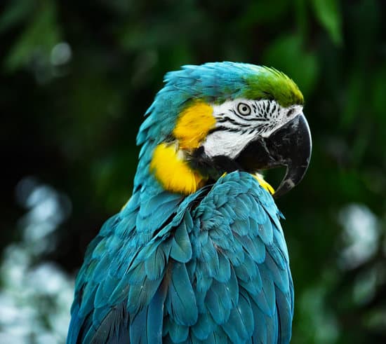 canva beautiful blue parrot MAEQdmoflNA