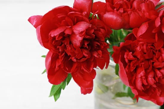 canva beautiful bouquet of peonies MAD9bMDls08