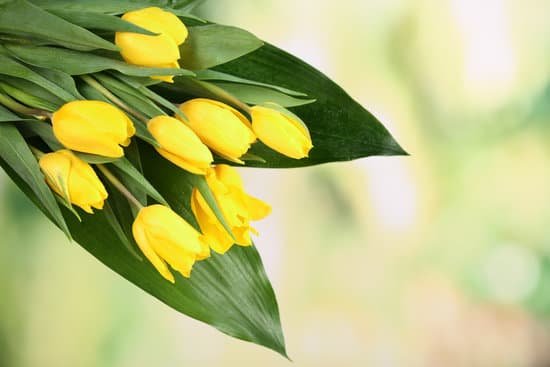canva beautiful bouquet of yellow tulips MAD9ah8Kdf0