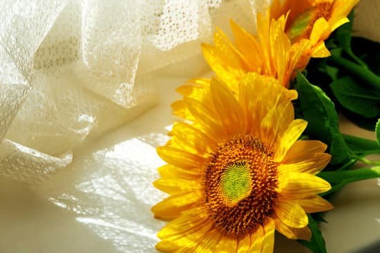 canva beautiful bright sunflowers on windowsill MAD MhKfKIg