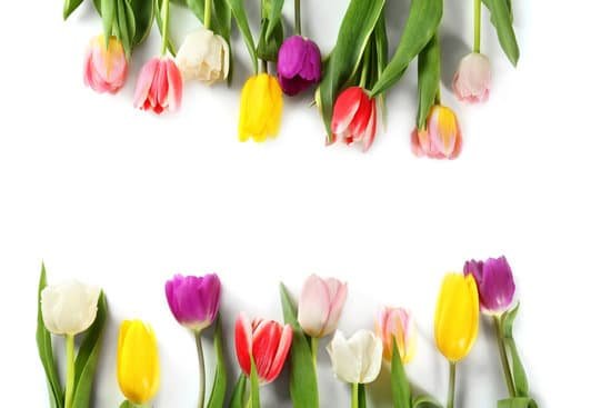 canva beautiful colorful tulips on white background MAD9arJu9Ok