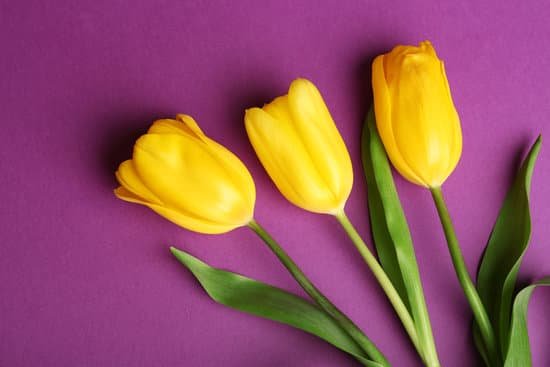 canva beautiful fresh tulips on lilac color background MAD9affuptg