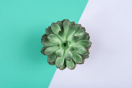 canva beautiful green succulent on mint background. MAEQhRCX7eo