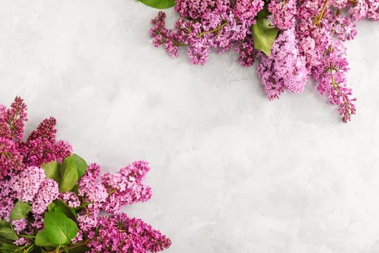 canva beautiful lilac flowers on a light background MAD7FUX ip4