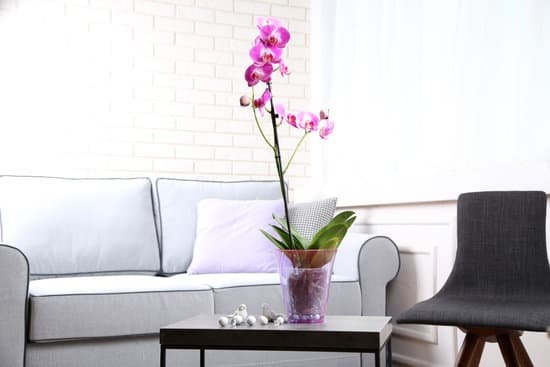canva beautiful lilac orchid in vase on table at home MAD MUD2YCs